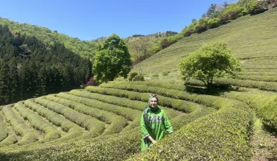 Kore’de Doğa ve Kültürün Birleştiği Nokta: Çay Plantasyonları