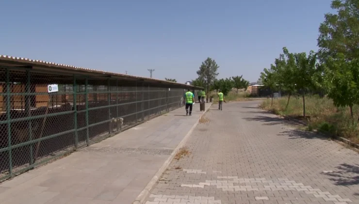 Diyarbakır’da yangında yaralanan hayvanların tedavisi devam ediyor