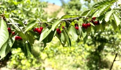 Kiraz üreticisi günlük 2 bin TL’ye işçi bulamıyor