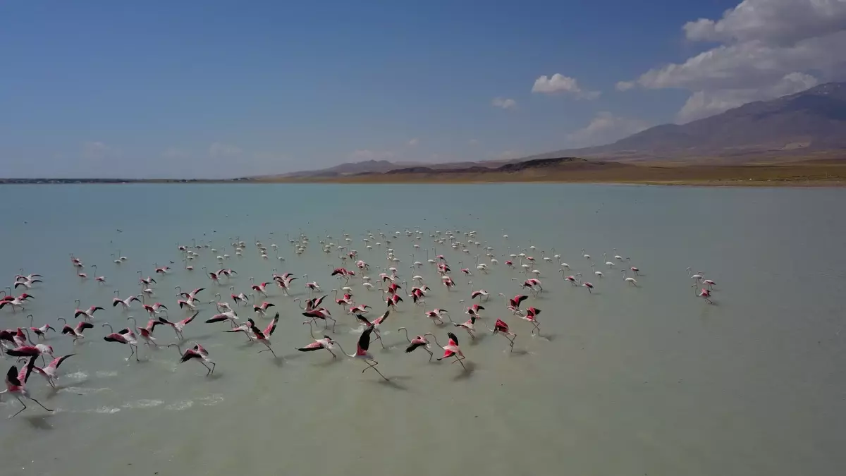 Arin Gölü Flamingolarla Şenlendi