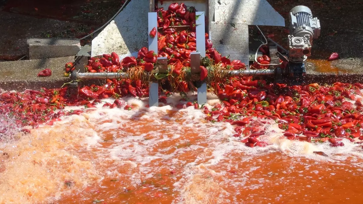 Gaziantep’te İslahiye biberinin salça yolculuğu başladı